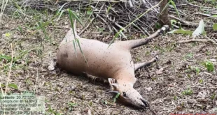 बालोद जिले में तीन दिनों के भीतर 03 हिरणों की अलग-अलग परिस्थितियों में मौत