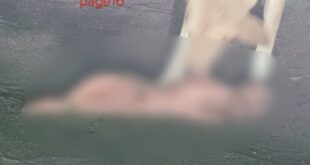 कांकेर, भानुप्रतापपुर, अंतागढ़, नवजात शव, कुत्ता हमला, सोशल मीडिया वायरल, अवैध गर्भपात, स्वास्थ्य विभाग लापरवाही, कांकेर पुलिस, मानवता शर्मसार, छत्तीसगढ़ खबर, कांकेर समाचार, भानुप्रतापपुर घटना, जांच कार्रवाई, कांकेर जिला प्रशासन, वायरल तस्वीर, स्वास्थ्य विभाग जांच, अपराध समाचार, जनचेतना, कांकेर ब्रेकिंग न्यूज